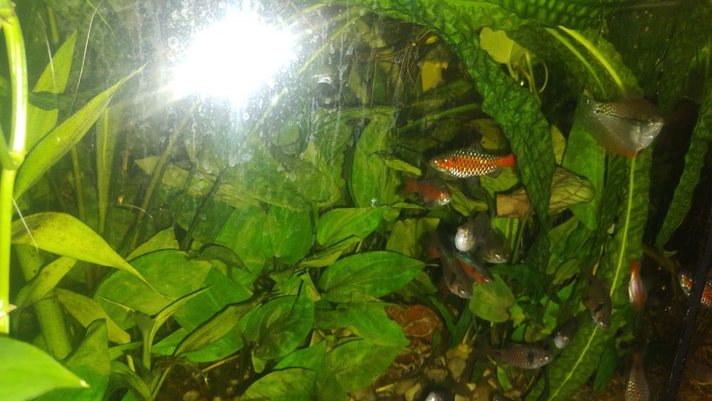 Rybki do akwarium Brzanka odeska rybka do akwarium