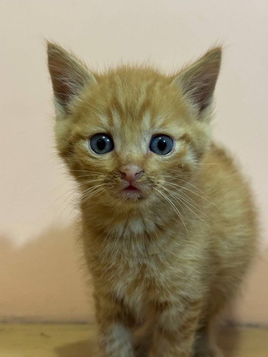 Котенята в добрі руки