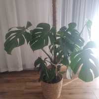 Monstera z doniczką 100 cm