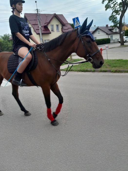 Sprzedam klacz łagodna spokojna