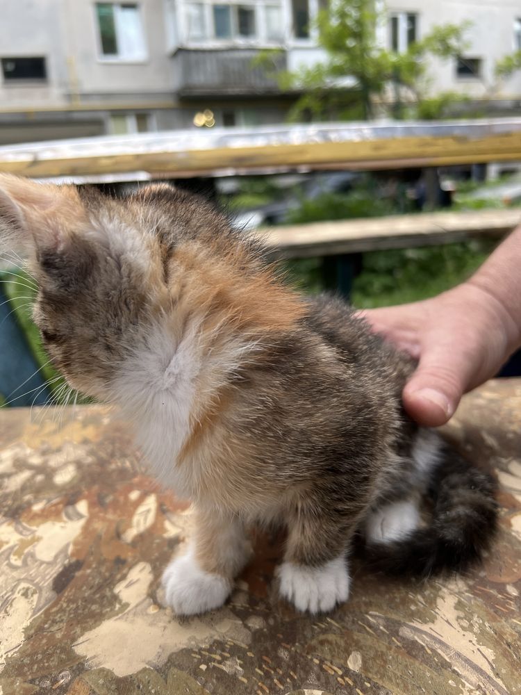 Котеня в добрі руки