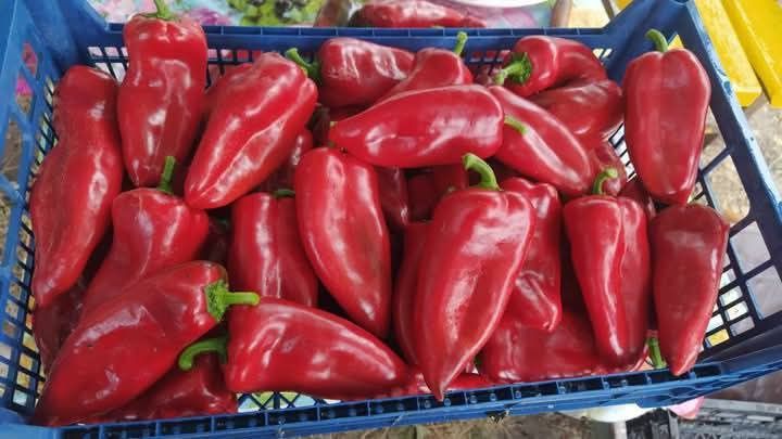 Насіння помідорів та перцю на вагу