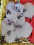 Gatinhos para adoção responsável