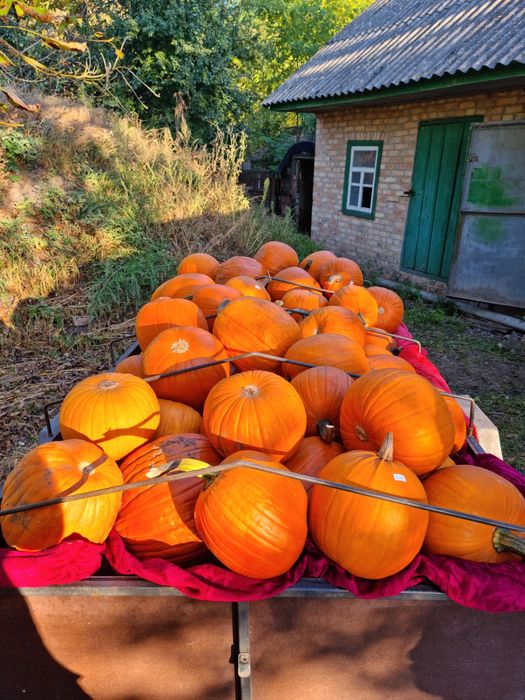 Гарбуз Jack o lantern, Halloween, Гарбуз, Тыква,, Хелоуин