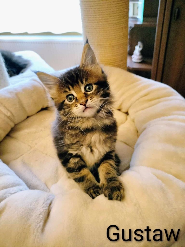 Kocurek Maine Coon Gustaw kocięta z rodowodem