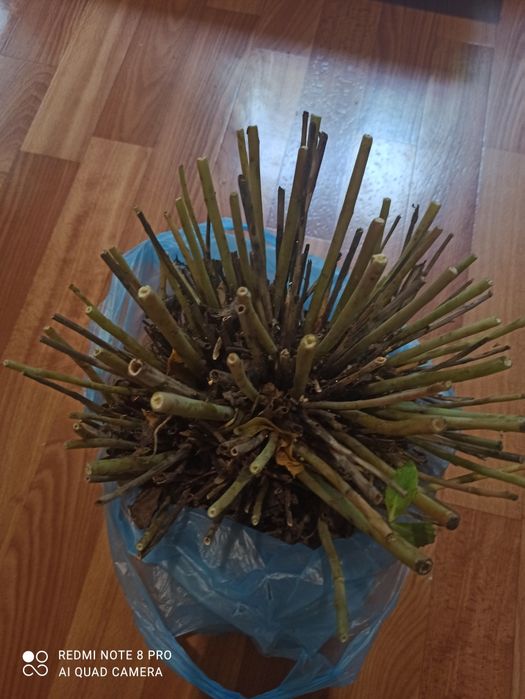 Очиток або заяча капуста