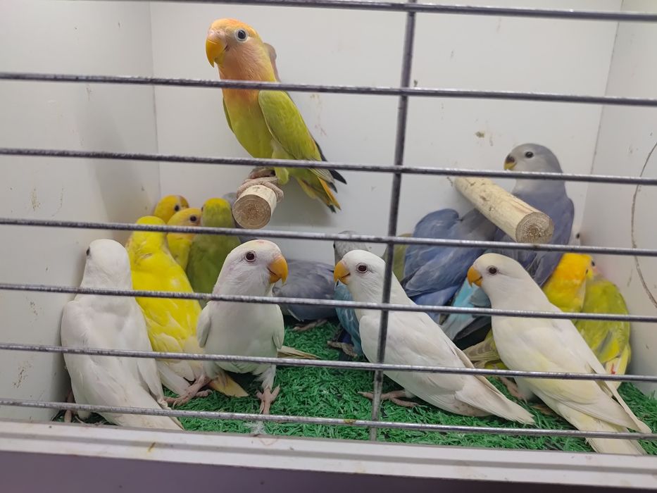 Papugi Papużki nierozłączki czerwonoczelne - młode 2025r