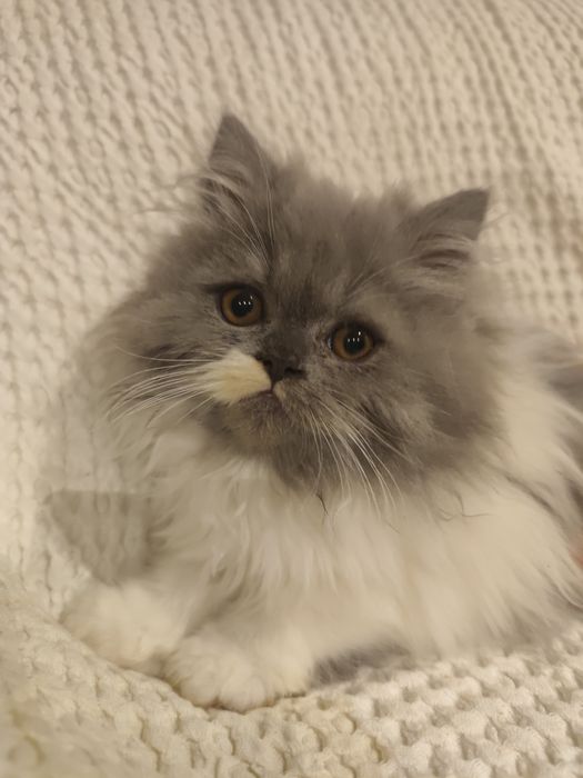 Persa menino muito fofinho