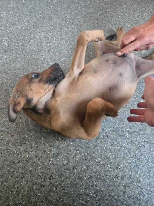 TOFIK cudowny szczeniak uratowany w Bułgarii do adopcji