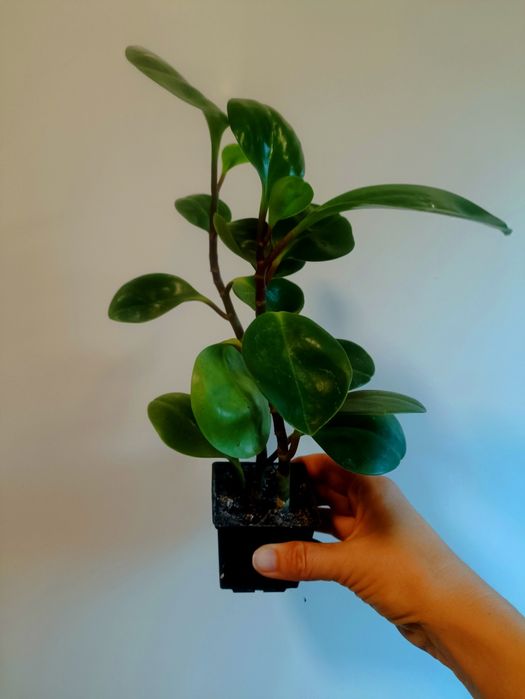 Кімнатні рослини, вазони.Сциндапсус золотистий, сингоніум, паперомія.