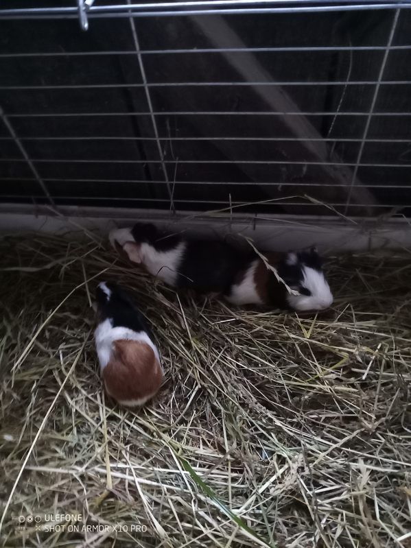 Świnki morskie rozetka długowlose i krótkowłose