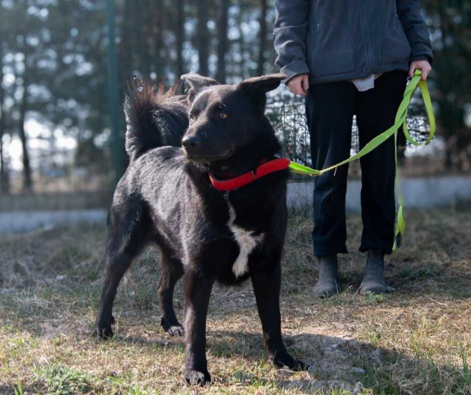 Cerber – pies z charakterem szuka domu