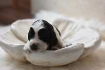 Springiel Spaniel Angielski