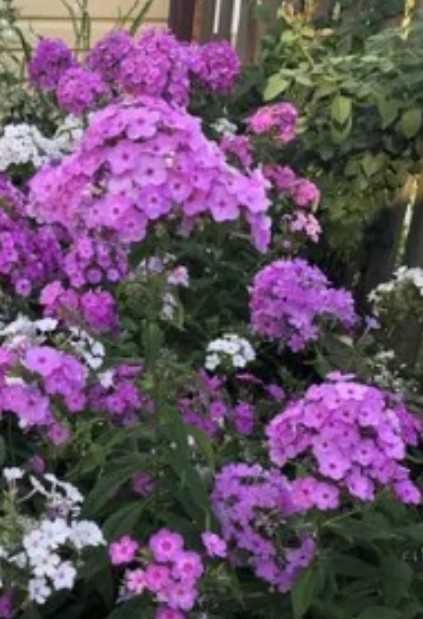 садовое куст годжи, шелковица ирис флоксы лилейник фиалка медуница