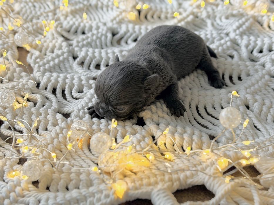 ***Xxs Niebieski mini chłopczyk chihuahua***