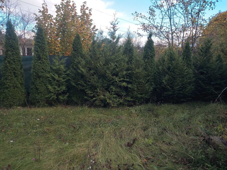 Ogródek działkowy ROD Grodziec