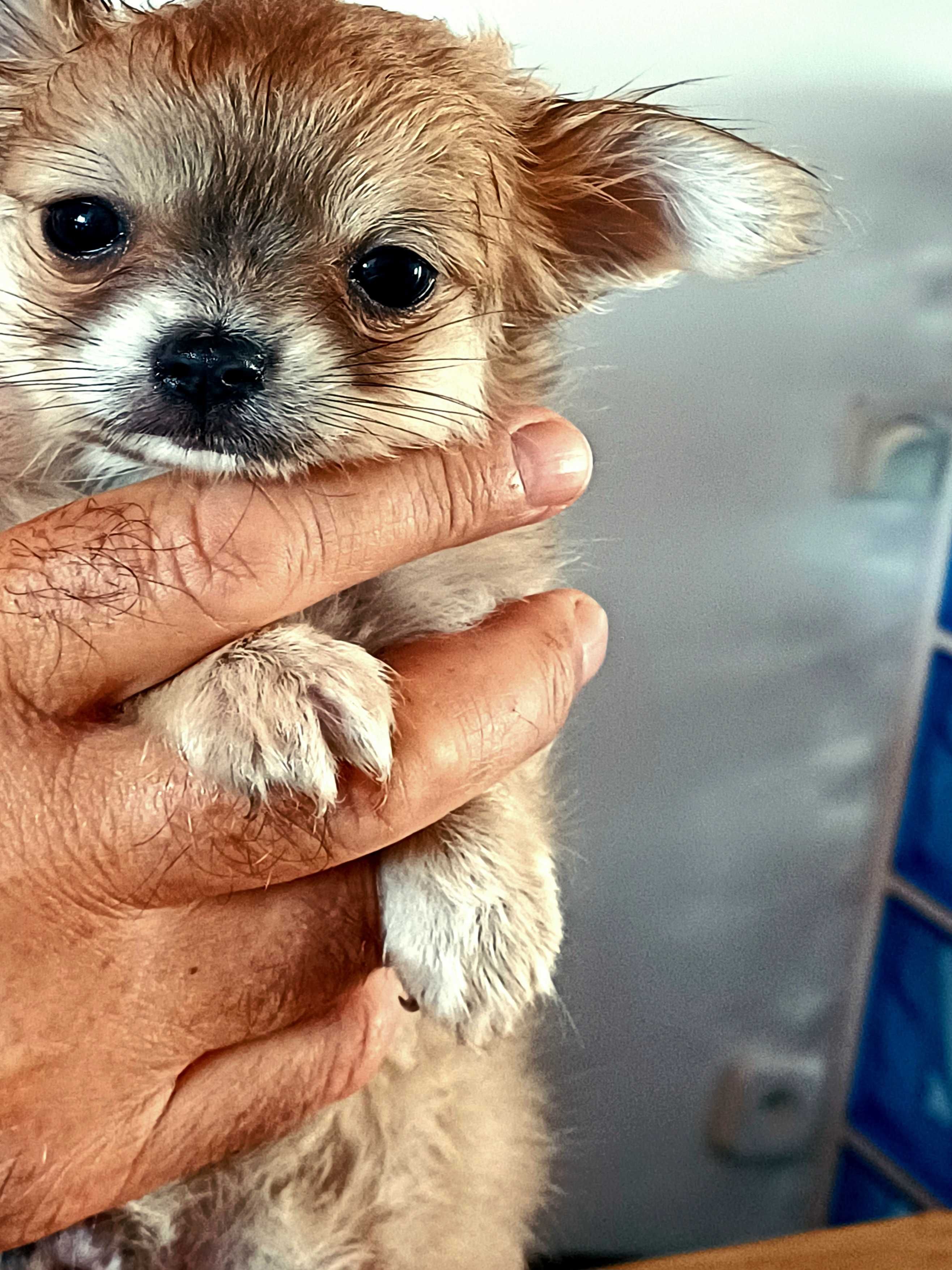 Chihuahua Beżowa Dziewczynka