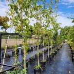 Leszczyna turecka, Corylus colurna duże drzewo 3 - 3,5m, 8-10cm obwodu