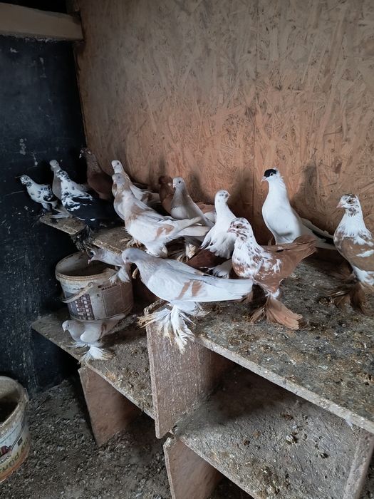 Gołębie ozdobne różne