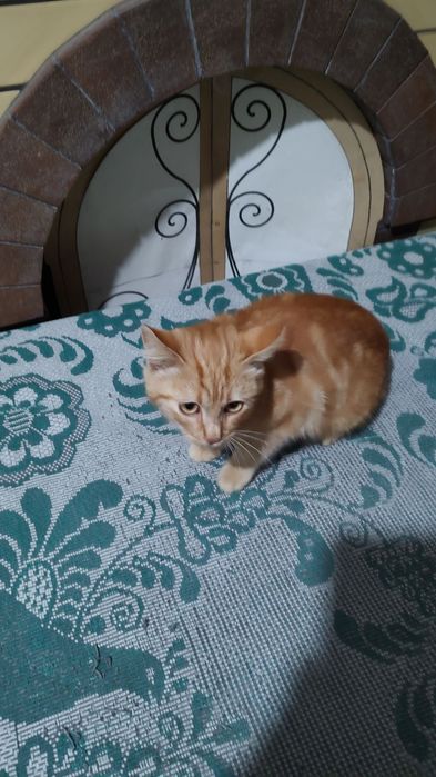 Рыжий котенок в добрые руки