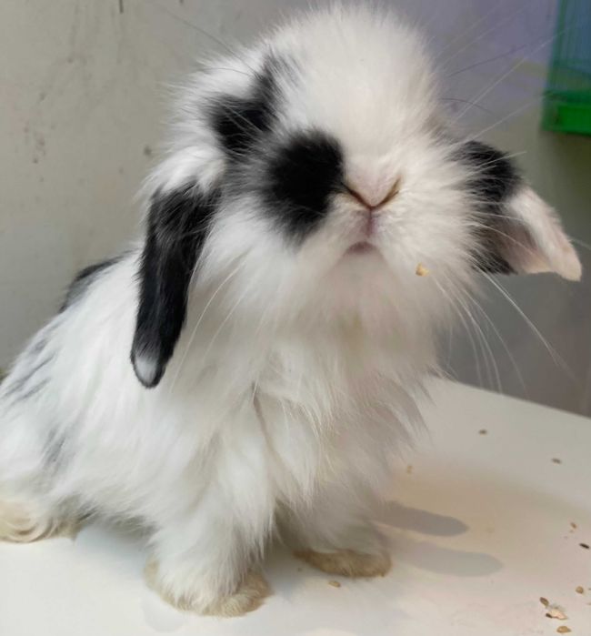 Coelhos Anões Mini Loop , Orelhudo, Belier (Loja Profissional)