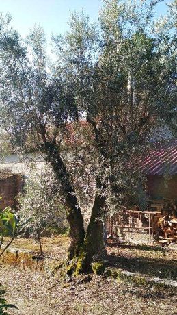 oliveira centenária Olea europaea L arvore azeitona