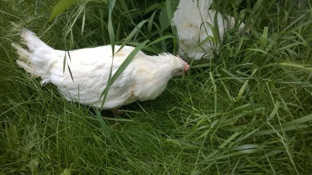 Ferma sprzeda kury Leghorn p30