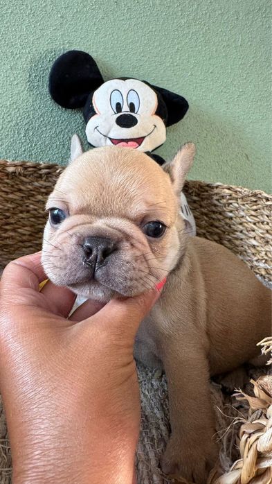 Menino BulldogFrances