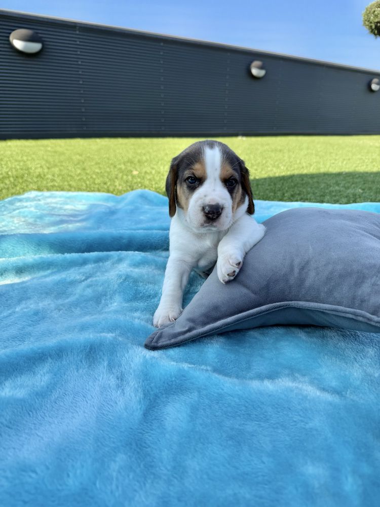 Beagle menina magnifica