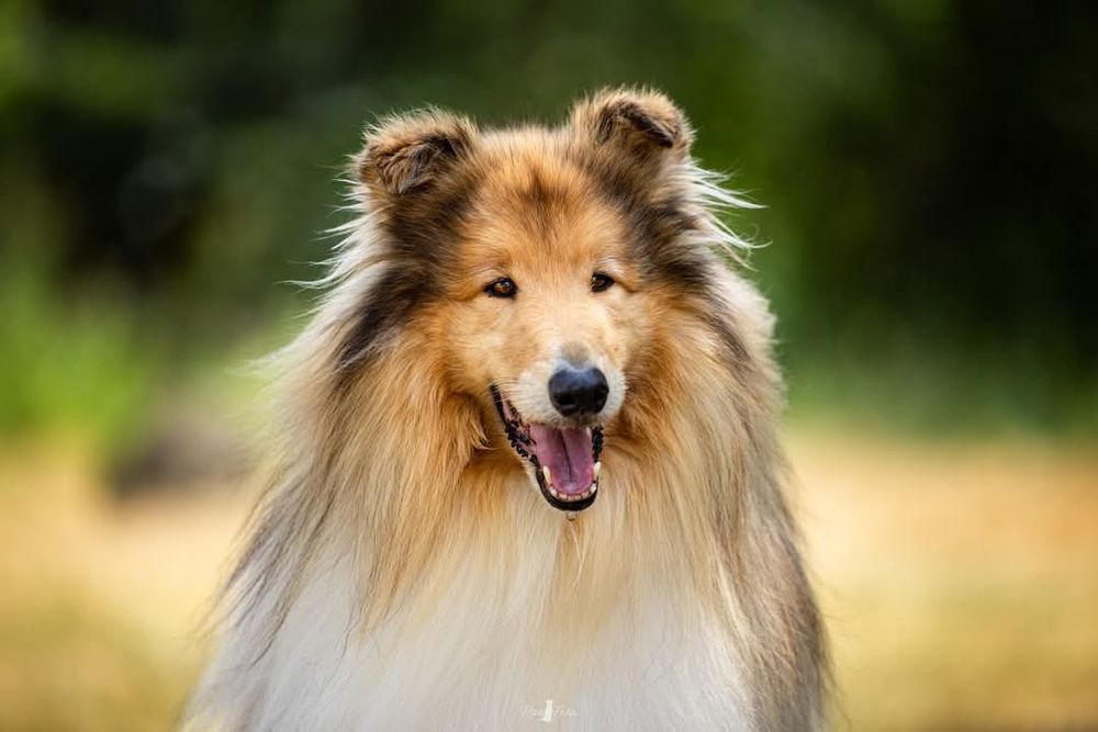 Owczarek szkocki collie