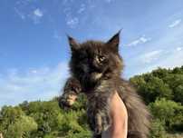Мейн-Кун ,котята