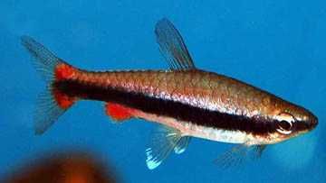 Drobnoustek Beckforda  Nannostomus beckfordi