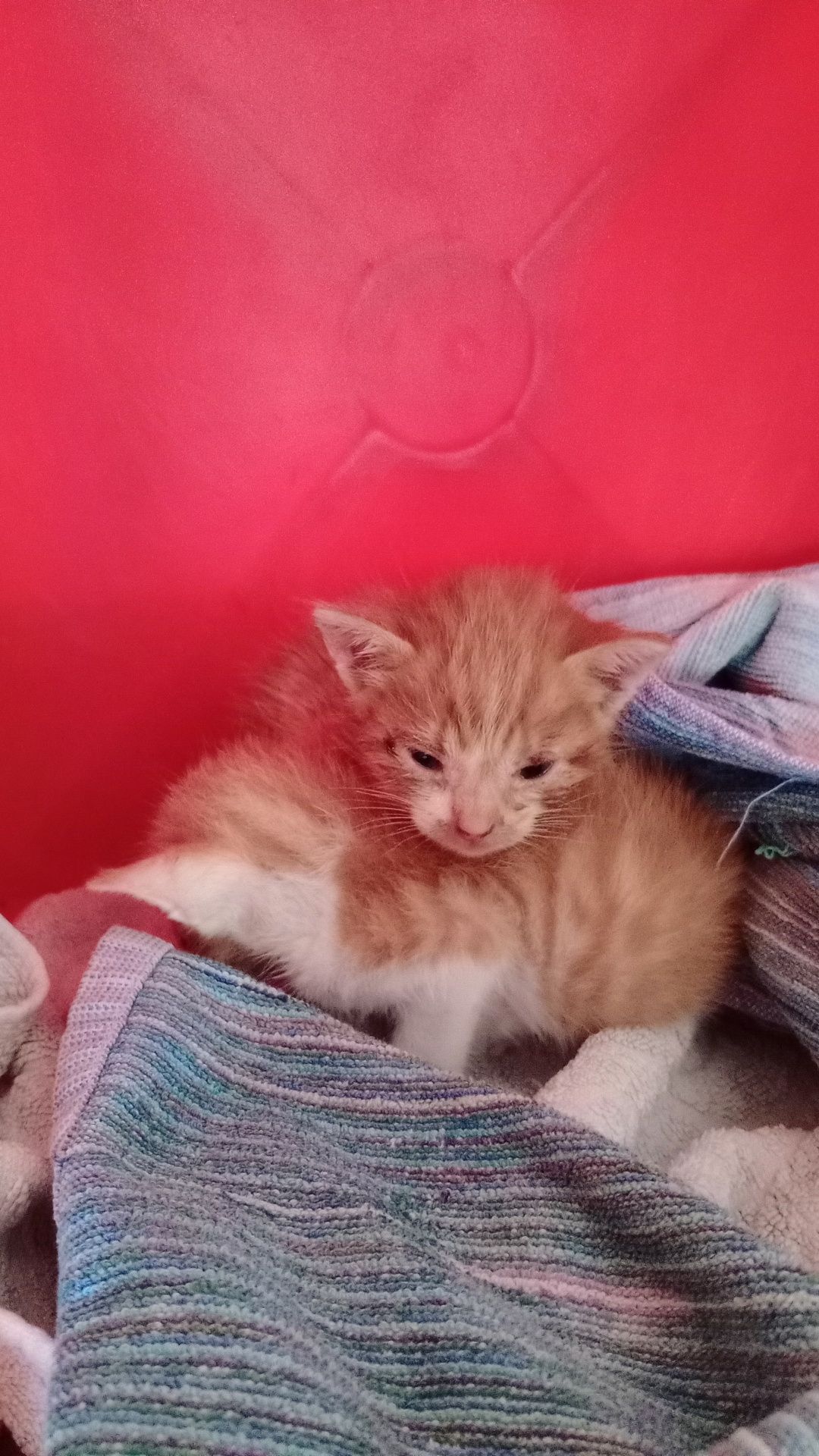 Gatinhos para adoção