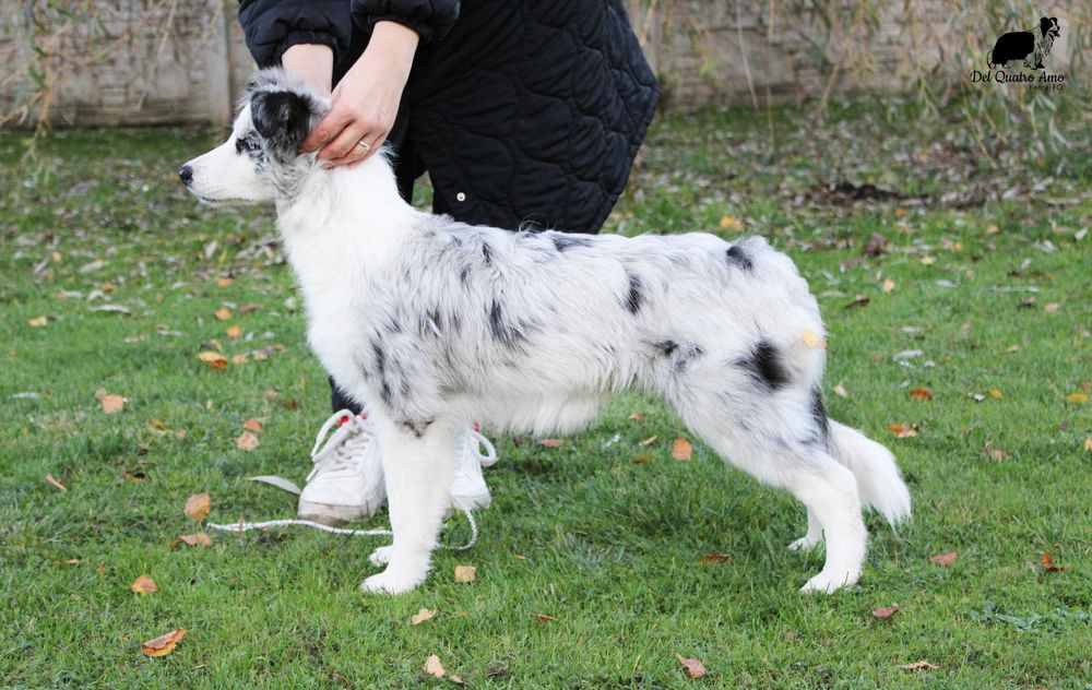 Border collie dziewczynka NAK-SU - ZKwP - gotowa do zmiany domu