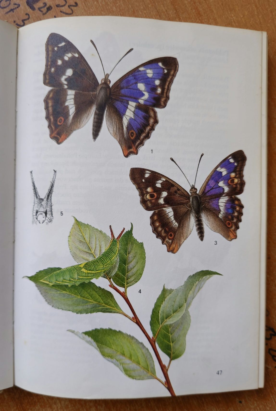 Książka Album Encyklopedia Atlas Motyle