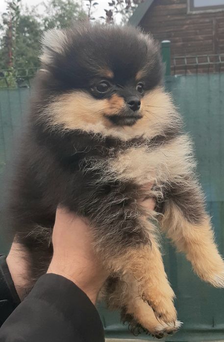 ONA szpic miniaturowy pomeranian