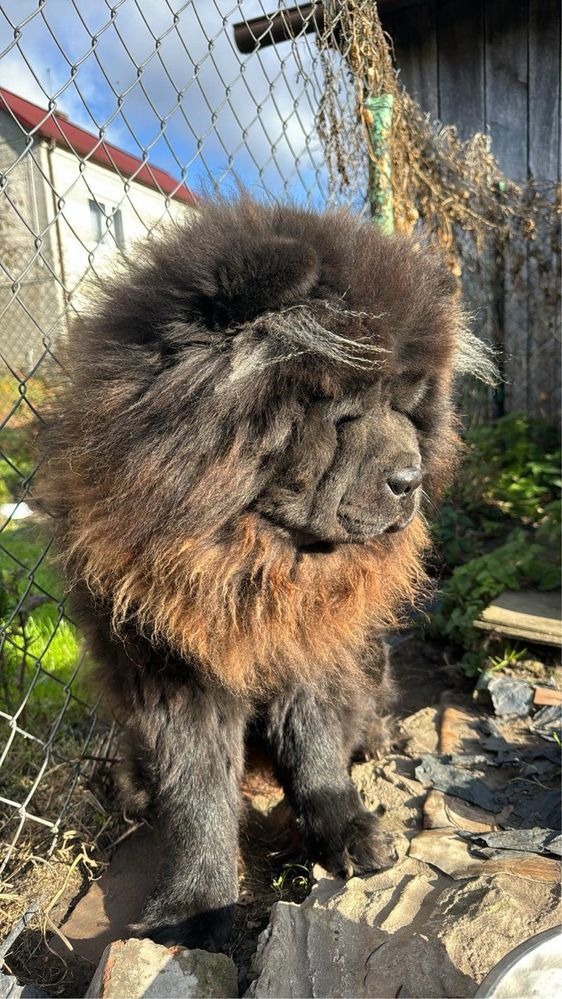Chow chow Dorosly Piesek