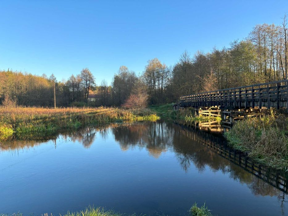 Drewniany domek na skraju lasu koło Kazimierz Dolny Janowiec nad Wisłą