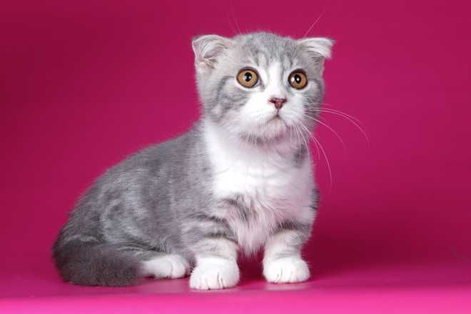 Кошенята породи манчкін, з коротенькими ніжками