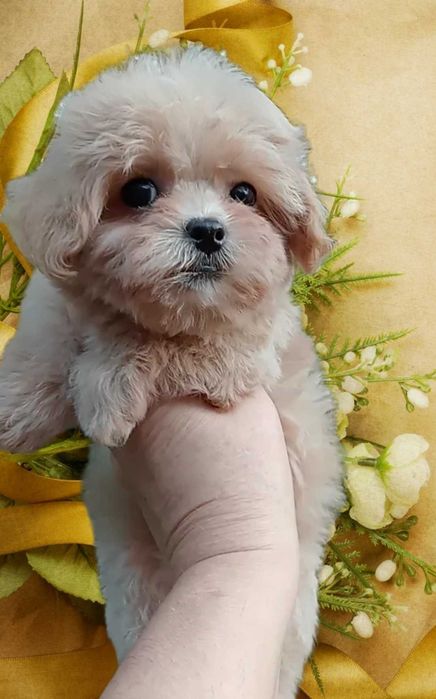 Нежная красотка мини мальтипу.