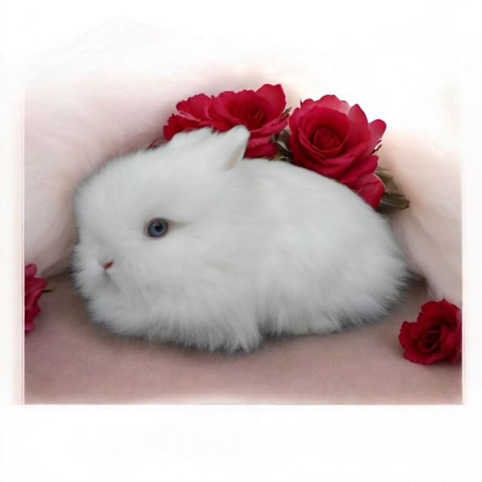 Królik miniaturka Karzełek rex karzełek Teddy mini lop