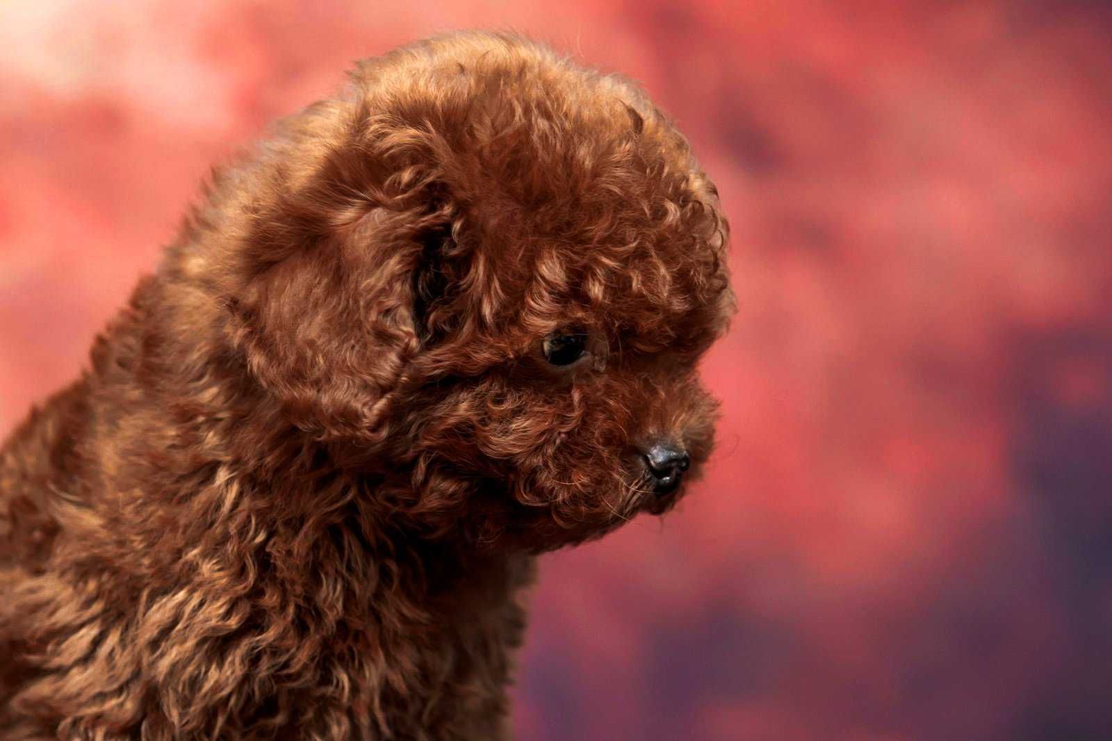Toy Poodle standard China
