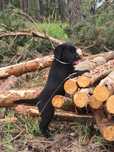 Labrador Retriever FCI Linia użytkowa