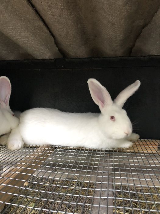 Кролики Білий панон