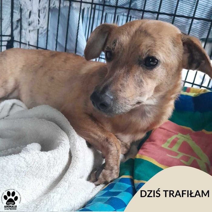 Znaleziono małą suczkę po wypadku