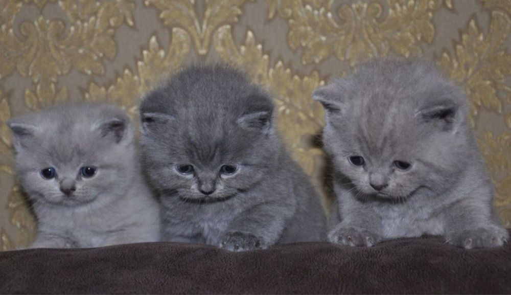 Кошеня британськоі породи
