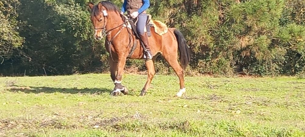 Cavalo castrado bem montado muito mansinho ideal para qualquer pessoa