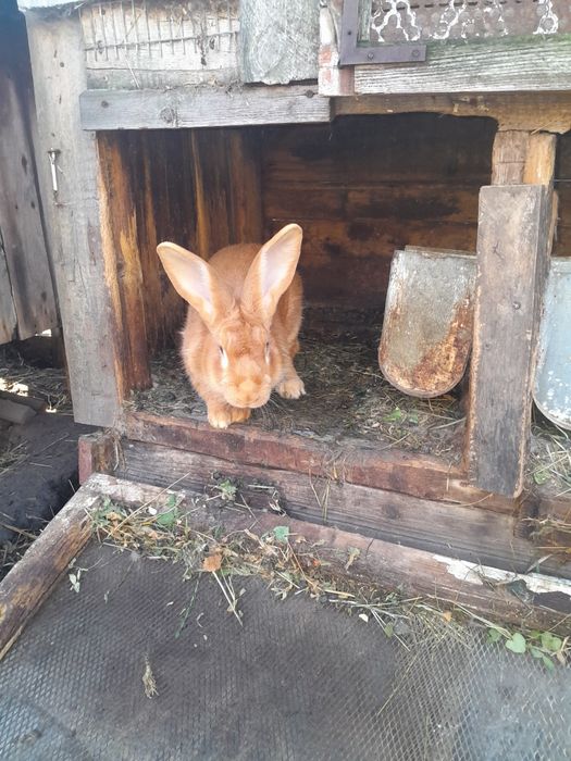 Робочий самець породи бургундія.