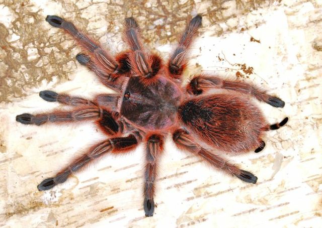 Паук Grammostola rosea red самка 
Grammostola rosea red Если сравниват