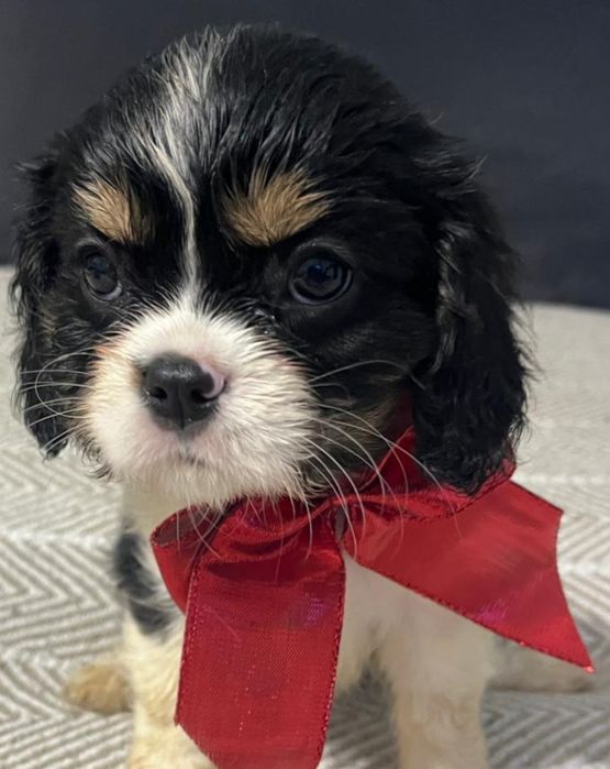 Ostatnia sunia Cavalier King Charles spaniel